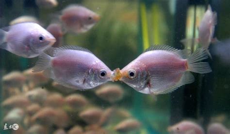 接吻魚飼養|接吻魚怎麼養才能養活，怎麼養才不容易死